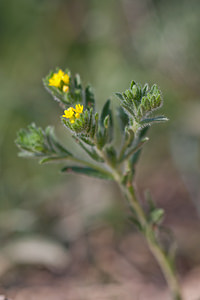 Neatostema apulum (Boraginaceae)  - Néatostème d'Apulie, Grémil d'Apulie, Grémil jaune Erribera / Ribera [Espagne] 28/04/2011 - 370m