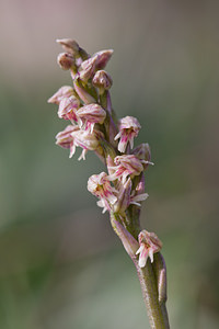 Neotinea maculata (Orchidaceae)  - Néotinée maculée, Orchis maculé - Dense-flowered Orchid Metropolialdea / Area Metropolitana [Espagne] 26/04/2011 - 980m