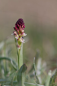 Neotinea ustulata (Orchidaceae)  - Néotinée brûlée, Orchis brûlé - Burnt Orchid Metropolialdea / Area Metropolitana [Espagne] 26/04/2011 - 1000m