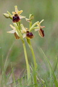 Ophrys aranifera (Orchidaceae)  - Ophrys araignée, Oiseau-coquet - Early Spider-orchid Irunerria / Comarca de Pamplona [Espagne] 26/04/2011 - 430m