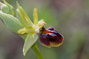 Ophrys aranifera (Orchidaceae)  - Ophrys araignée, Oiseau-coquet - Early Spider-orchid Metropolialdea / Area Metropolitana [Espagne] 26/04/2011 - 990m