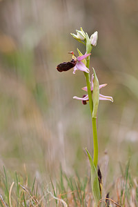 Ophrys catalaunica (Orchidaceae)  - Ophrys de Catalogne Aude [France] 22/04/2011 - 150m