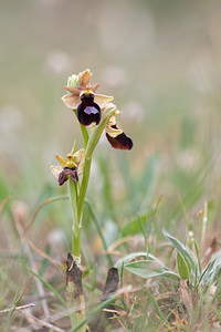 Ophrys catalaunica (Orchidaceae)  - Ophrys de Catalogne Aude [France] 22/04/2011 - 150m