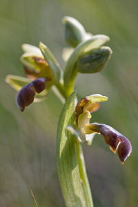 Ophrys fusca (Orchidaceae)  - Ophrys brun Metropolialdea / Area Metropolitana [Espagne] 26/04/2011 - 980m