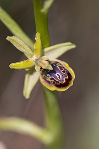 Ophrys riojana (Orchidaceae)  Erdialdea / Zona Media [Espagne] 27/04/2011 - 350m