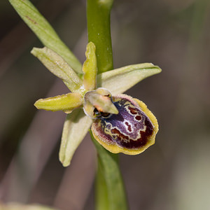 Ophrys riojana (Orchidaceae)  Erdialdea / Zona Media [Espagne] 27/04/2011 - 350m