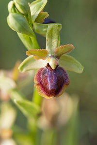 Ophrys riojana (Orchidaceae)  Erdialdea / Zona Media [Espagne] 28/04/2011 - 350m