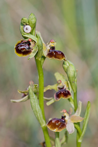 Ophrys riojana (Orchidaceae)  Erdialdea / Zona Media [Espagne] 28/04/2011 - 350m