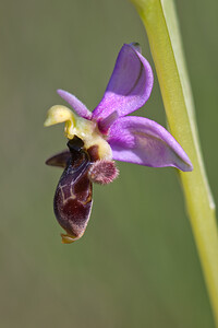 Ophrys scolopax subsp. apiformis (Orchidaceae)  - Ophrys en forme d'abeille, Ophrys peint Erdialdea / Zona Media [Espagne] 27/04/2011 - 510m