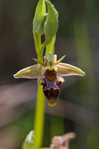 Ophrys scolopax subsp. apiformis (Orchidaceae)  - Ophrys en forme d'abeille, Ophrys peint Erribera / Ribera [Espagne] 30/04/2011 - 530m