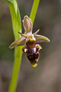 Ophrys scolopax subsp. apiformis (Orchidaceae)  - Ophrys en forme d'abeille, Ophrys peint Erribera / Ribera [Espagne] 30/04/2011 - 530m