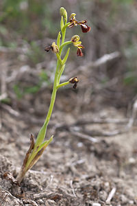Ophrys speculum (Orchidaceae)  - Ophrys miroir, Ophrys cilié Irunerria / Comarca de Pamplona [Espagne] 26/04/2011 - 430m