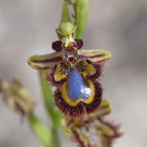 Ophrys speculum (Orchidaceae)  - Ophrys miroir, Ophrys cilié Irunerria / Comarca de Pamplona [Espagne] 26/04/2011 - 430m