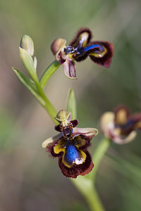 Ophrys speculum (Orchidaceae)  - Ophrys miroir, Ophrys cilié Erdialdea / Zona Media [Espagne] 27/04/2011 - 510m