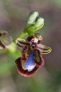 Ophrys speculum (Orchidaceae)  - Ophrys miroir, Ophrys cilié Erdialdea / Zona Media [Espagne] 28/04/2011 - 350m