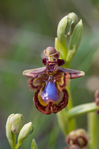 Ophrys speculum (Orchidaceae)  - Ophrys miroir, Ophrys cilié Erdialdea / Zona Media [Espagne] 28/04/2011 - 400m