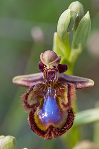 Ophrys speculum (Orchidaceae)  - Ophrys miroir, Ophrys cilié Erdialdea / Zona Media [Espagne] 28/04/2011 - 400m