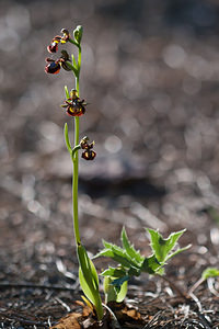 Ophrys speculum (Orchidaceae)  - Ophrys miroir, Ophrys cilié Erdialdea / Zona Media [Espagne] 29/04/2011 - 390m