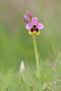 Ophrys tenthredinifera subsp. ficalhoana (Orchidaceae)  - Ophrys de Ficalho Irunerria / Comarca de Pamplona [Espagne] 26/04/2011 - 430m