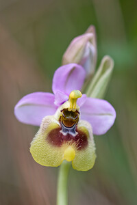 Ophrys tenthredinifera subsp. ficalhoana (Orchidaceae)  - Ophrys de Ficalho Irunerria / Comarca de Pamplona [Espagne] 26/04/2011 - 430m