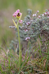 Ophrys tenthredinifera subsp. ficalhoana (Orchidaceae)  - Ophrys de Ficalho Irunerria / Comarca de Pamplona [Espagne] 26/04/2011 - 430m