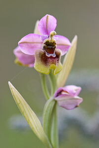 Ophrys tenthredinifera subsp. ficalhoana (Orchidaceae)  - Ophrys de Ficalho Irunerria / Comarca de Pamplona [Espagne] 26/04/2011 - 440m