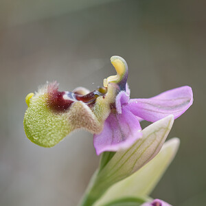 Ophrys tenthredinifera subsp. ficalhoana (Orchidaceae)  - Ophrys de Ficalho Irunerria / Comarca de Pamplona [Espagne] 26/04/2011 - 440m