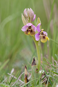 Ophrys tenthredinifera subsp. ficalhoana (Orchidaceae)  - Ophrys de Ficalho Irunerria / Comarca de Pamplona [Espagne] 26/04/2011 - 450m