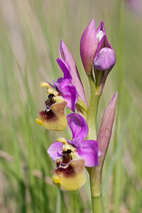Ophrys tenthredinifera subsp. ficalhoana (Orchidaceae)  - Ophrys de Ficalho Erdialdea / Zona Media [Espagne] 27/04/2011 - 520m