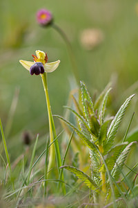 Ophrys vasconica (Orchidaceae)  - Ophrys de Gascogne, Ophrys du pays Basque Montejurra [Espagne] 30/04/2011 - 760m