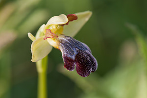 Ophrys vasconica (Orchidaceae)  - Ophrys de Gascogne, Ophrys du pays Basque Montejurra [Espagne] 30/04/2011 - 760m