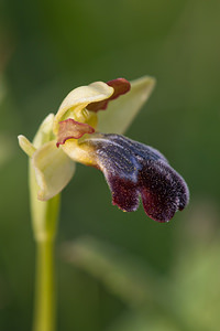 Ophrys vasconica (Orchidaceae)  - Ophrys de Gascogne, Ophrys du pays Basque Montejurra [Espagne] 30/04/2011 - 760m