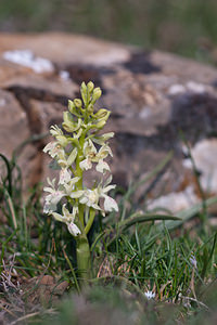 Orchis provincialis (Orchidaceae)  - Orchis de Provence Metropolialdea / Area Metropolitana [Espagne] 26/04/2011 - 1000m