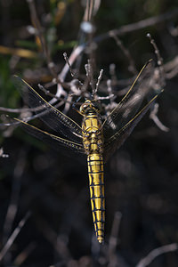 Orthetrum cancellatum (Libellulidae)  - Orthétrum réticulé - Black-tailed Skimmer Erdialdea / Zona Media [Espagne] 27/04/2011 - 350m