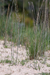 Osyris alba (Santalaceae)  - Osyride blanche, Rouvet blanc Cinco Villas [Espagne] 30/04/2011 - 580m