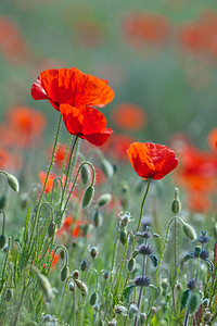 Papaver rhoeas (Papaveraceae)  - Coquelicot, Grand coquelicot, Pavot coquelicot - Common Poppy Erdialdea / Zona Media [Espagne] 28/04/2011 - 390m