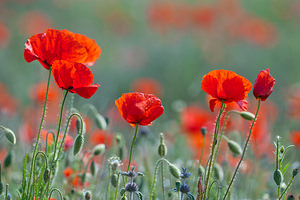 Papaver rhoeas (Papaveraceae)  - Coquelicot, Grand coquelicot, Pavot coquelicot - Common Poppy Erdialdea / Zona Media [Espagne] 28/04/2011 - 390m