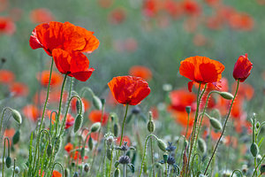 Papaver rhoeas (Papaveraceae)  - Coquelicot, Grand coquelicot, Pavot coquelicot - Common Poppy Erdialdea / Zona Media [Espagne] 28/04/2011 - 390m