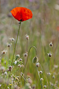 Papaver rhoeas (Papaveraceae)  - Coquelicot, Grand coquelicot, Pavot coquelicot - Common Poppy Erdialdea / Zona Media [Espagne] 28/04/2011 - 390m