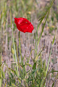 Papaver rhoeas (Papaveraceae)  - Coquelicot, Grand coquelicot, Pavot coquelicot - Common Poppy Erribera / Ribera [Espagne] 29/04/2011 - 300m