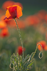 Papaver rhoeas (Papaveraceae)  - Coquelicot, Grand coquelicot, Pavot coquelicot - Common Poppy Erribera / Ribera [Espagne] 29/04/2011 - 280m