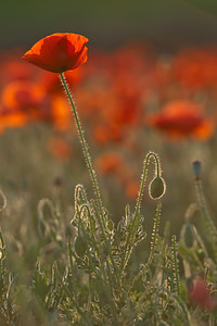 Papaver rhoeas (Papaveraceae)  - Coquelicot, Grand coquelicot, Pavot coquelicot - Common Poppy Erribera / Ribera [Espagne] 29/04/2011 - 280m