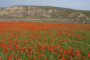 Papaver rhoeas (Papaveraceae)  - Coquelicot, Grand coquelicot, Pavot coquelicot - Common Poppy Erribera / Ribera [Espagne] 30/04/2011 - 280m