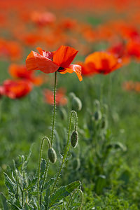 Papaver rhoeas (Papaveraceae)  - Coquelicot, Grand coquelicot, Pavot coquelicot - Common Poppy Erribera / Ribera [Espagne] 30/04/2011 - 280m