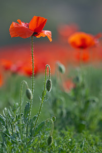 Papaver rhoeas (Papaveraceae)  - Coquelicot, Grand coquelicot, Pavot coquelicot - Common Poppy Erribera / Ribera [Espagne] 30/04/2011 - 280m