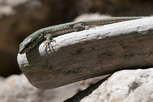 Podarcis muralis (Lacertidae)  - Lézard des murailles - Common Wall Lizard Gard [France] 20/04/2011 - 430m