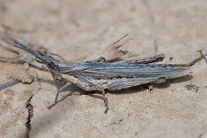 Pyrgomorpha conica (Pyrgomorphidae)  - Criquet printanier, Truxale rosée, Pyrgomorphe à tête conique Erribera / Ribera [Espagne] 29/04/2011 - 340m