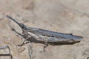 Pyrgomorpha conica (Pyrgomorphidae)  - Criquet printanier, Truxale rosée, Pyrgomorphe à tête conique Erribera / Ribera [Espagne] 29/04/2011 - 340m