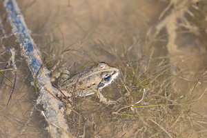 Rana temporaria (Ranidae)  - Grenouille rousse - Grass Frog Erribera / Ribera [Espagne] 28/04/2011 - 360m