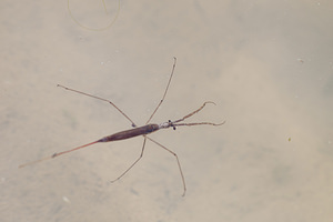 Ranatra linearis (Nepidae)  - Ranâtre - Water Stick Insect Erribera / Ribera [Espagne] 28/04/2011 - 380m